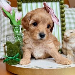 Maisie Lou - female Cavapoochon puppy in Lucas, Ohio from Apricot Lane Puppy