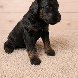 Heaven - Phantom female Poodle puppy in Washington, Pennsylvania from Patriotic Poodles
