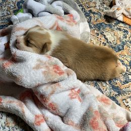 Peaches - Fawn female Pembroke Welsh Corgi puppy in Snellville, Georgia from Laur's Classic Corgis