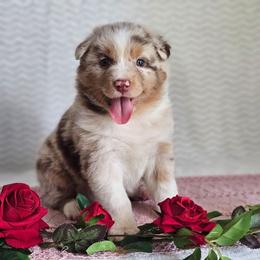 Roxy - Red merle female Australian Shepherd puppy in Mountain Grove, Missouri from K Bar H Farms