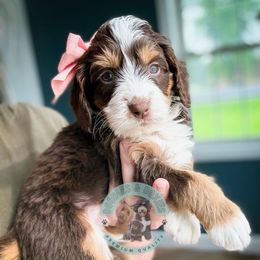 Riley - Tri-color female Bernedoodle puppy in Marion, Ohio from Doodles & Doxies