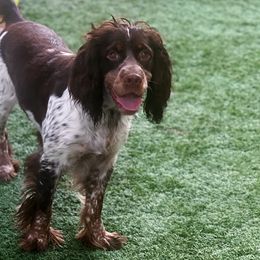 English Springer Spaniels from Goldridge Springers