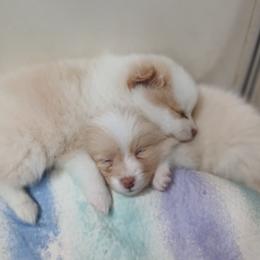 Pomeranian Puppies from Lubasha White