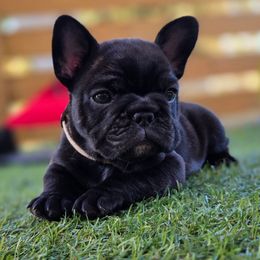White collar girl - Brindle female French Bulldog puppy in Polk City, Florida from Best Friend Frenchies, LLC