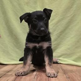 German Shepherd Puppies from Karriage Haus Kennels