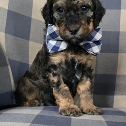 Bobby - Sable male Bernedoodle puppy in Galt, Missouri from Only Doodles!