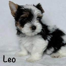 Leo - Black tan and white male Biewer Terrier puppy in Cartersville, Georgia from Alpha Tiny Paws