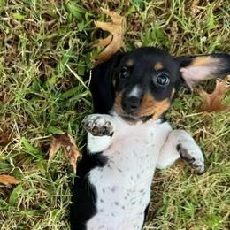 Shades AKC FULL - Piebald male Dachshund puppy in Gentry, Arkansas from Sweet As Pie Doxies