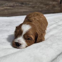 Han Solo - Red male Cavapoo puppy in South Jordan, Utah from Lucky Doodle Pups