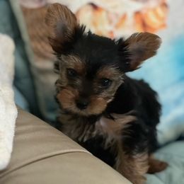 Yorkshire Terrier Puppies from Palolo Yorkies