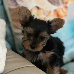 Yorkshire Terrier Puppies from Palolo Yorkies