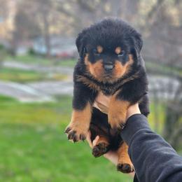 Female 1 Vom Jager Haus - Black and mahogany female Rottweiler puppy in Reynoldsburg, Ohio from Vom Jager Haus Rottweilers