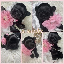 Pepper - Black and white female Shih Tzu puppy in Coolidge, Arizona from Shih Tzu’s  ‘N’ Love