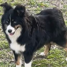 luna - Miniature Australian Shepherd