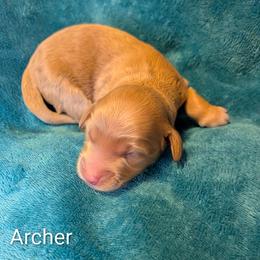 Archer - Golden male Cockapoo puppy in Sunset, Louisiana from Cano Cockapoos