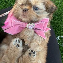 Layla - Liver female Shih Tzu puppy in Coolidge, Arizona from Shih Tzu’s  ‘N’ Love