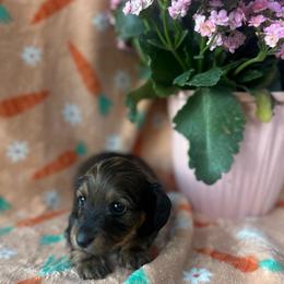 Wiggles - Sable female Dachshund puppy in Brandon, Florida from Knights Dachshunds