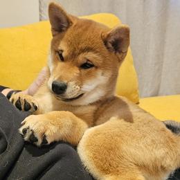 Shiba Inu Puppies from KurguzkinShiba