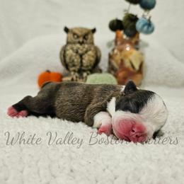 Nyx - Black brindle and white female Boston Terrier puppy in Mulberry, Arkansas from White Valley Boston Terriers