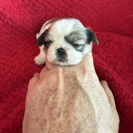 Puppy 2 - Black and tan male Pekingese puppy in Mabank, Texas from Peke Lovers of Texas