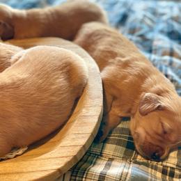Girl 1 - Golden female Golden Retriever puppy in Buffalo, Missouri from Thrasher Family Puppies