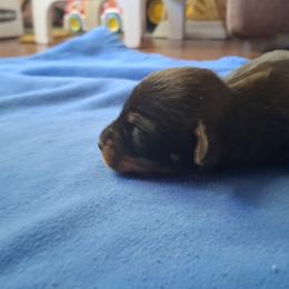 Boy 1 - Black and tan male Dachshund puppy in Oakman, Alabama from MEL Puppies