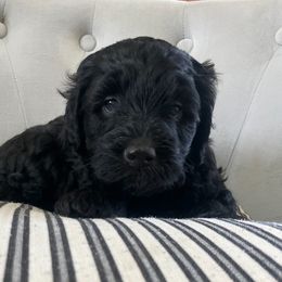 Sheepadoodle Puppies from Riley Grace Puppies