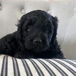 Sheepadoodle Puppies from Riley Grace Puppies