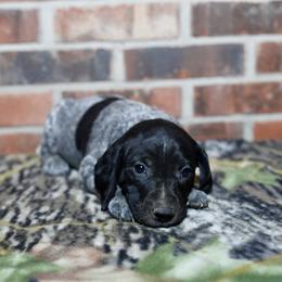 Boykin Spaniel, Dachshund, and German Shorthaired Pointer Puppies from Whiskey River Farm
