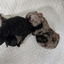 Girl 1 - Blue merle Pomeranian puppy in Kirkland, Washington from Wolf & Crow Pomeranians