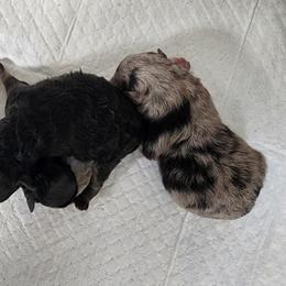 Girl 1 - Blue merle Pomeranian puppy in Kirkland, Washington from Wolf & Crow Pomeranians