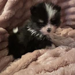 Tux - Black parti male Pomeranian puppy in Waterloo, Indiana from Garcias Pomeranian