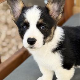 Red - Black and tan male Pembroke Welsh Corgi puppy in Early, Texas from Mitchell Corgis