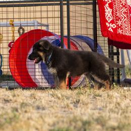 German Shepherd Puppies from vom Gannett