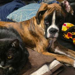 Boxer All Grown Up from Rorschach Boxers