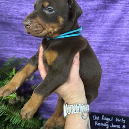 Empress - Red and rust female Doberman Pinscher puppy in Aredale, Iowa from Royal Dynasty Dobermann Kennel
