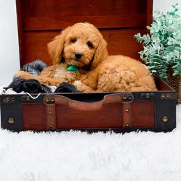 Gary - Apricot male Goldendoodle puppy in North Carolina from NC Doodle Puppies