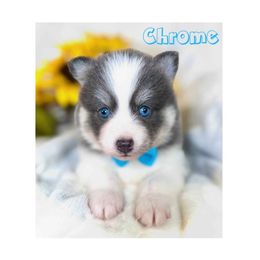 Chrome - Blue male Pomsky puppy in Rhome, Texas from TyeDye Kennels