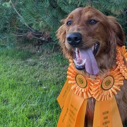 Golden Retrievers from Red Belle Golden Retrievers
