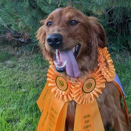 Golden Retrievers from Red Belle Golden Retrievers