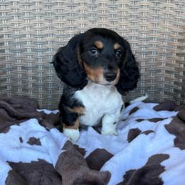 Male 2 LIMITED AKC - Piebald male Dachshund puppy in Aurora, Missouri from Baker Farms