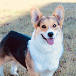 Wilson - Pembroke Welsh Corgi