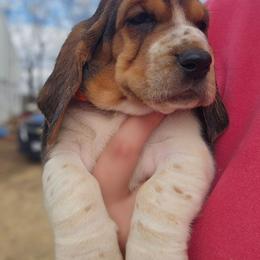 Goofy - Brown black and white male Basset Hound puppy in Fort Leonard Wood, Missouri from Ozark Hounds