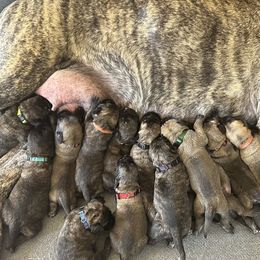 Mastiffs from Mineral Springs Mastiffs