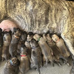Mastiffs from Mineral Springs Mastiffs