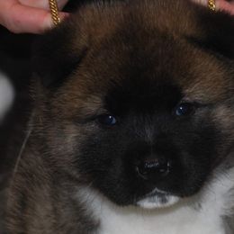 Akita Puppies from Gallant Akitas