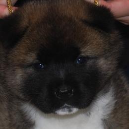 Akita Puppies from Gallant Akitas
