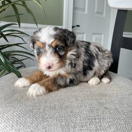 Bodhi - Blue merle male Bernedoodle puppy in Holtwood, Pennsylvania from Country Ridge Puppies