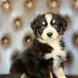 Holly- Has Tail and Videos - Black tri-color female Australian Shepherd puppy in Troy, South Carolina from Lana Corley- Australian Shepherds of 3/W Farms