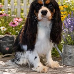 Cavalier King Charles Spaniel puppies from Moon Dream Cavaliers